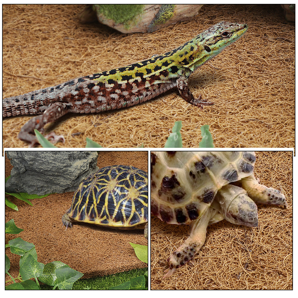 Terrarium Bedding for Reptiles - Substrate Coconut Fiber ulasan dan harga