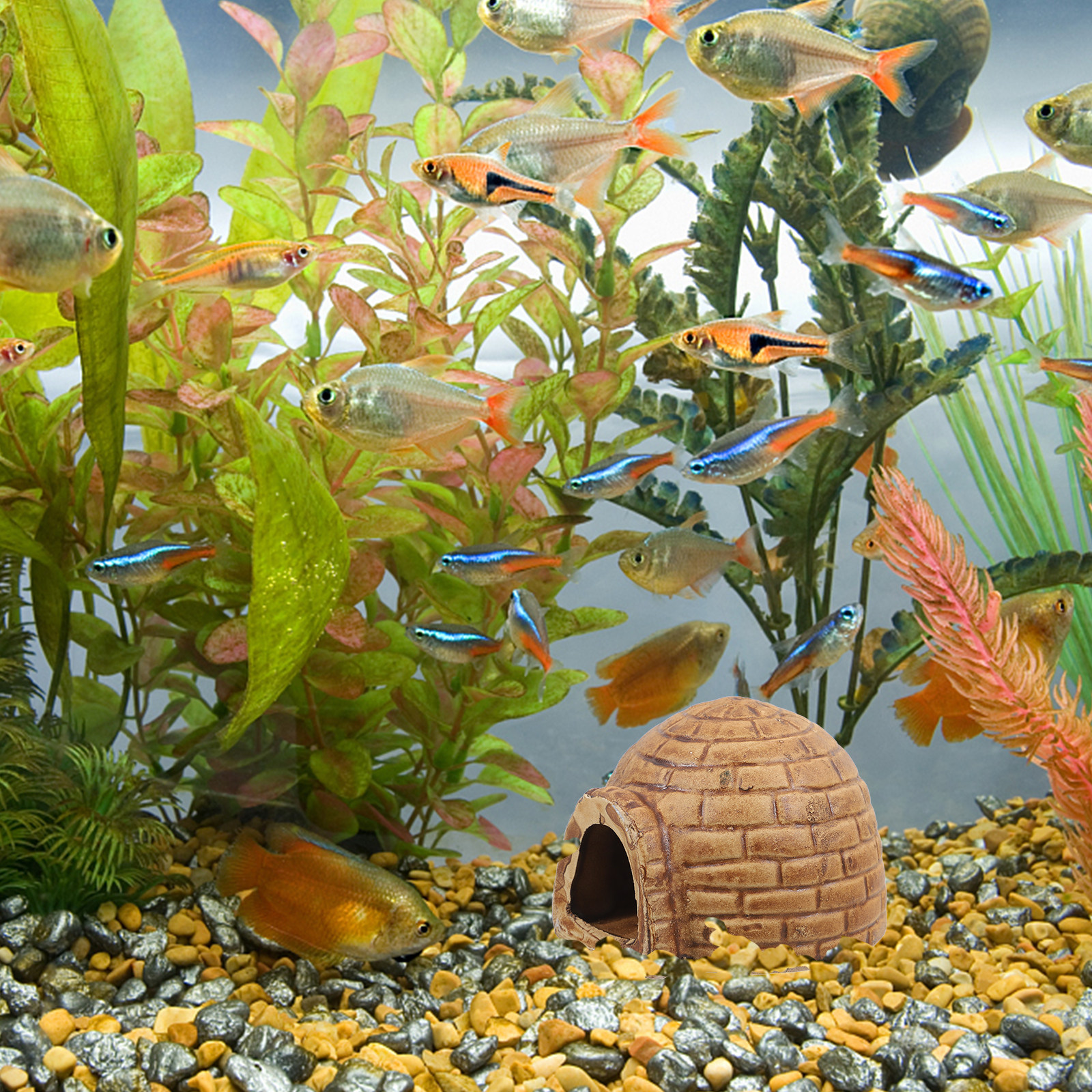 Ceramic Pleco Caves Aquarium F - Hide Cave Ceramic ulasan dan harga